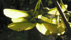 Berg Ahorn Frucht Acer pseudoplatanus 02