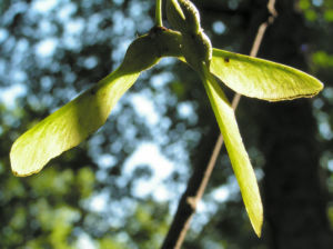 Berg Ahorn Frucht Acer pseudoplatanus 03
