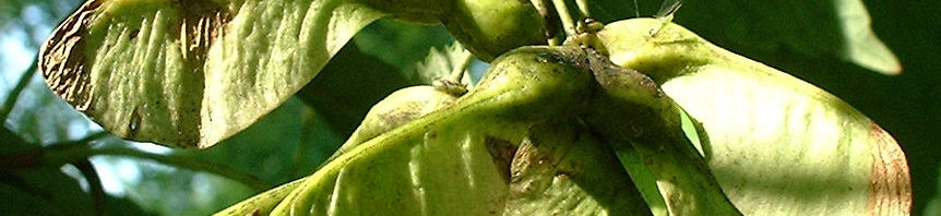 Anklicken um das ganze Bild zu sehen  Berg-Ahorn Samen Acer pseudoplatanus
