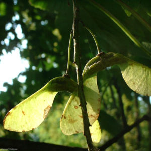Berg Ahorn Samen Acer pseudo platanus 03