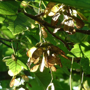Berg Ahorn Samen Acer pseudo platanus 04