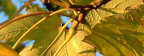 Anklicken um das ganze Bild zu sehen  Berg Ahorn Acer pseudoplatanus