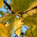 Zurück zum kompletten Bilderset Berg Ahorn Acer pseudoplatanus