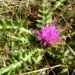 Zurück zum kompletten Bilderset Berg-Distel Blüte pink Carduus defloratus