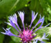 Zurück zum kompletten Bilderset Berg-Flockenblume Blüte blau Centaurea montana