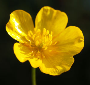 Berg Hahnenfuss Kraut Bluete gelb Ranunculus montanus 02