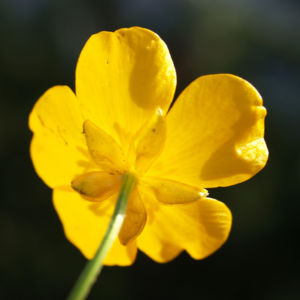 Berg Hahnenfuss Kraut Bluete gelb Ranunculus montanus 03