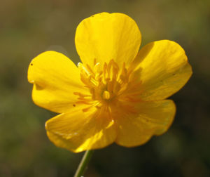 Berg Hahnenfuss Kraut Bluete gelb Ranunculus montanus 05