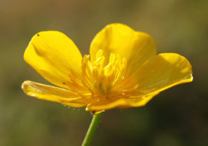 Berg Hahnenfuss Kraut Bluete gelb Ranunculus montanus 06