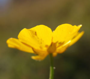 Berg Hahnenfuss Kraut Bluete gelb Ranunculus montanus 07
