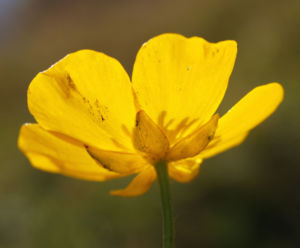 Berg Hahnenfuss Kraut Bluete gelb Ranunculus montanus 08