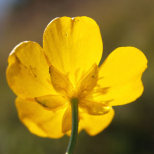Berg Hahnenfuss Kraut Bluete gelb Ranunculus montanus 09