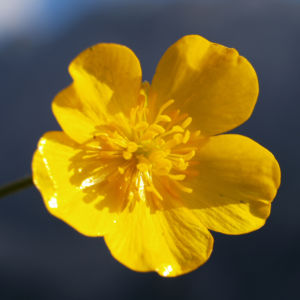 Berg Hahnenfuss Kraut Bluete gelb Ranunculus montanus 11
