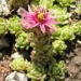 Zurück zum kompletten Bilderset Berg-Hauswurz Blüte lila Sempervivum montanum