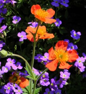 Berg Nelkenwurz Bluete orange Geum montanum 02