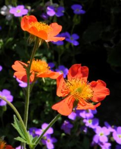 Berg Nelkenwurz Bluete orange Geum montanum 05