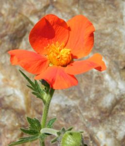 Berg Nelkenwurz Bluete orange Geum montanum 09