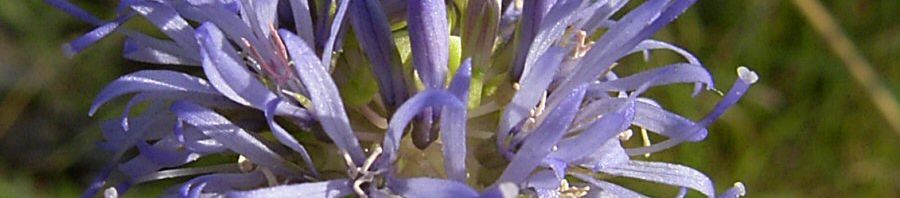 Anklicken um das ganze Bild zu sehen  Berg-Sandglöckchen Blüte blau Jasione montana