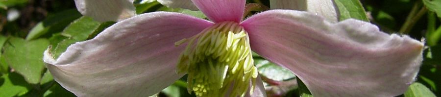 Anklicken um das ganze Bild zu sehen  Berg-Waldrebe Clematis montana