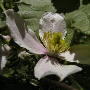 Berg Waldrebe Clematis montana 02