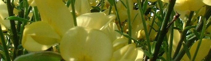 Anklicken um das ganze Bild zu sehen  Besenginster gewöhnlicher Blüte gelb Cytisus scoparius