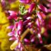 Zurück zum kompletten Bilderset Besenheide Heidekraut Blüte pink Calluna vulgaris