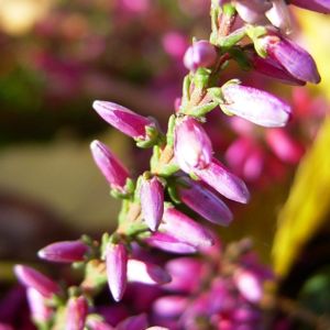 Besenheide Heidekraut Calluna vulgaris 02