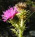 Zurück zum kompletten Bilderset Bewehrte Distel Blüte pink Carduus tmoleus