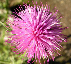 Bewehrte Distel Bluete pink Carduus tmoleus 05