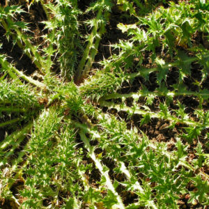 Bewehrte Distel Bluete pink Carduus tmoleus 06