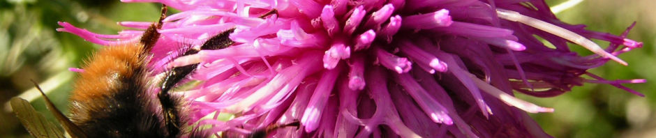 bewehrte-distel-bluete-pink-carduus-tmoleus