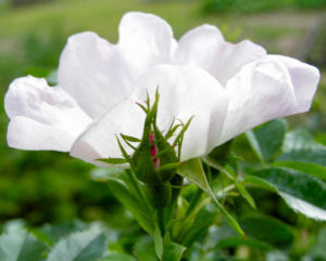 Bibernell Rose Bluete weiss Rosa piminellifolia 02