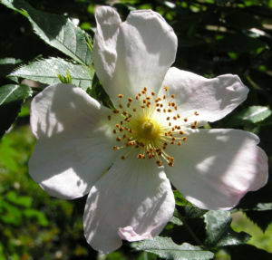 Bibernell Rose Bluete weiss Rosa piminellifolia 04