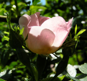 Bibernell Rose Bluete weiss Rosa piminellifolia 07