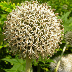 Bienen Kugeldistel Bluete weisslich Echinops sphaerocephalus 01
