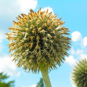 Bienen Kugeldistel Bluete weisslich Echinops sphaerocephalus 02