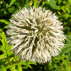 Bienen Kugeldistel Bluete weisslich Echinops sphaerocephalus 07