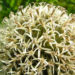 Zurück zum kompletten Bilderset Drüsenblättrige Kugeldistel Blüte weißlich Echinops sphaerocephalus