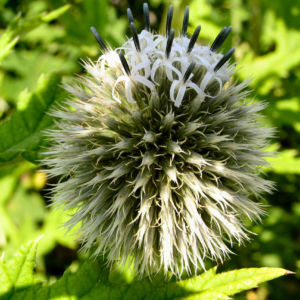 Bienen Kugeldistel Bluete weisslich Echinops sphaerocephalus 10