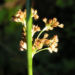 Zurück zum kompletten Bilderset Binse Blüte bräunlich - Juncus effusus