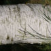 Zurück zum kompletten Bilderset Japanische weiße Birke Rinde weiß Blatt grün Betula platyphylla