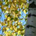 Zurück zum kompletten Bilderset Birke Blatt grün Rinde weiß Betula
