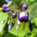 Zurück zum kompletten Bilderset Bittersüßer Nachtschatten Blüte lila Solanum dulcamara