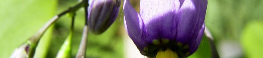 Anklicken um das ganze Bild zu sehen  Bittersüßer Nachtschatten Blüte lila Solanum dulcamara
