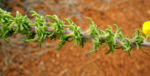 Bild:  Blättchenreiche Drüsenfrucht Blüte gelb Adenocarpus foliolosus