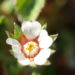 Zurück zum kompletten Bilderset Blaschkenische Potentilla Blüte weiß Potentilla blaschkeana