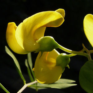 Blasenstrauch Colutea arborescens 03