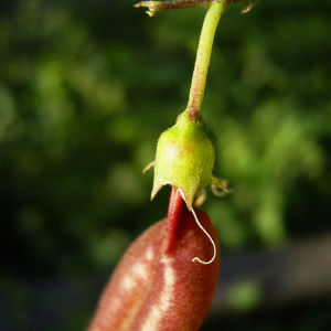 Blasenstrauch Colutea arborescens 07