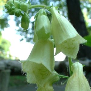 Blasser Fingerhut Digitalis grandiflora 01