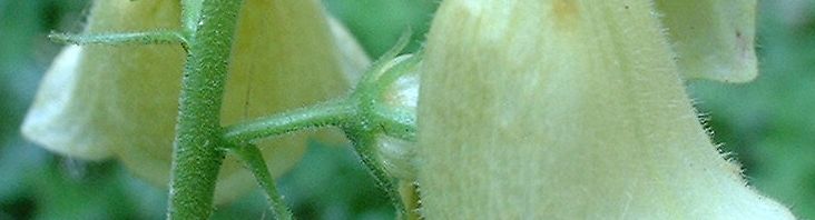 Anklicken um das ganze Bild zu sehen  Großblütiger Fingerhut Blüte weiß Digitalis grandiflora
